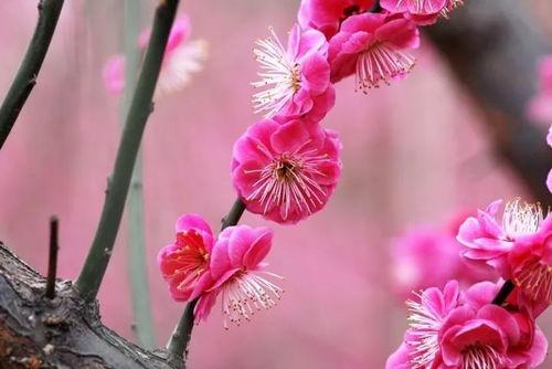 国产良心剧烈火红梅视频,激情燃烧的岁月