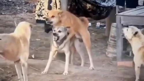 国产二狗视频,逗趣日常，欢乐无限